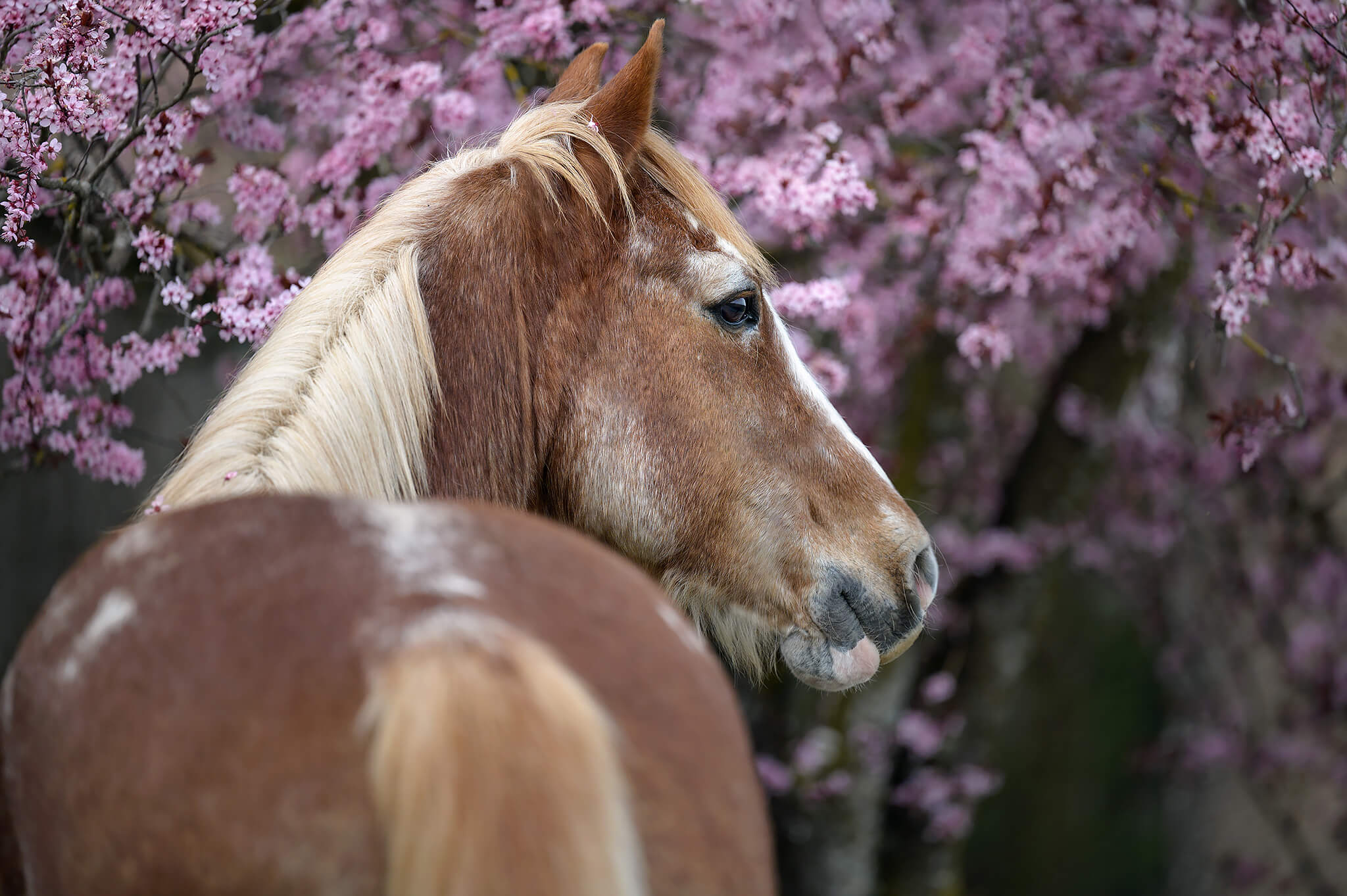Blütenshooting mit Pferd in Ravensburg