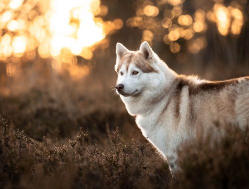 Hundefotografie Kißlegg